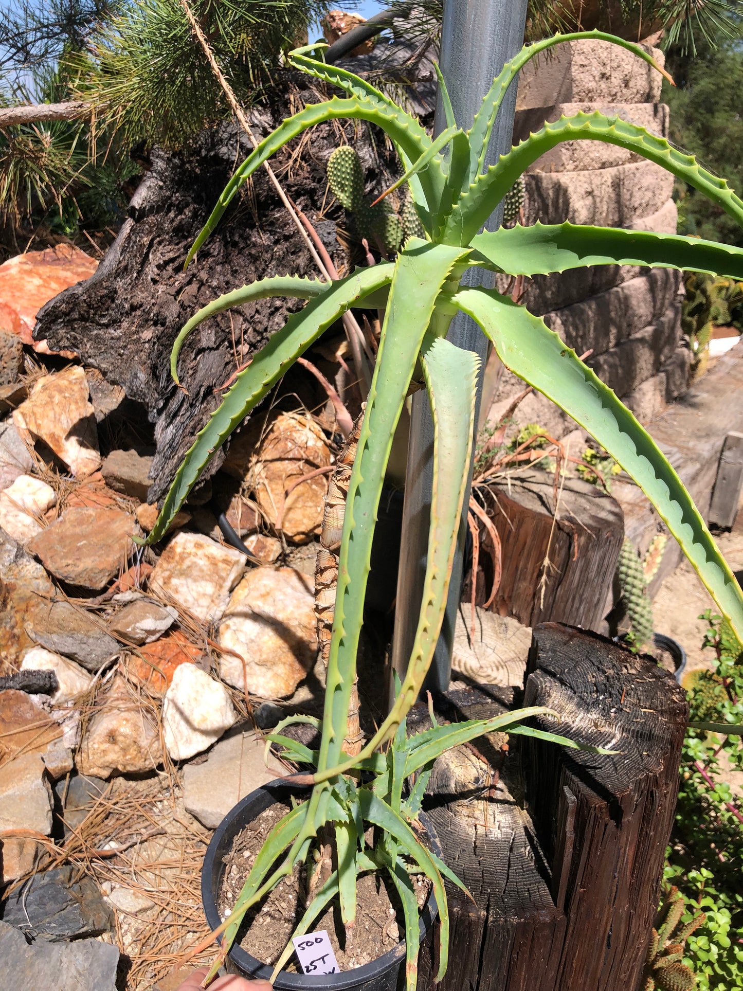 Aloe arborescens "Torch Aloe" 6 Year Old Living Plant Well Rooted 25" Tall #500W