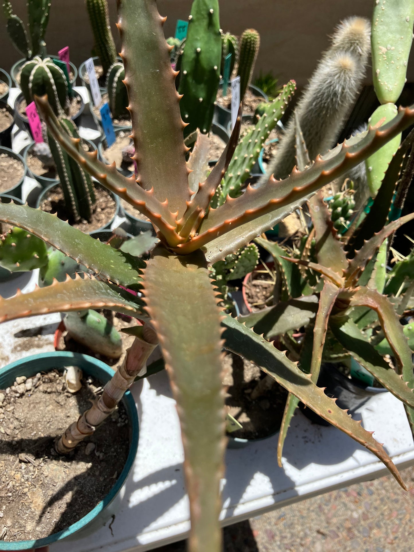 Aloe congolensis Congo Aloe Hybrid Succulent 11”Tall 12" Wide #112W