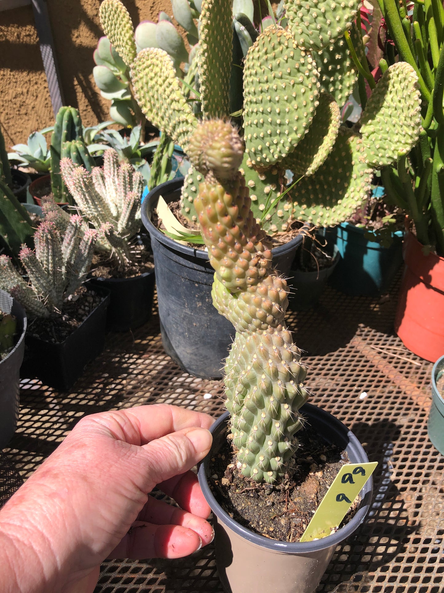 Cylindropuntia fulgida Cholla Boxing Glove Cactus Crest 9"Tall #99Y