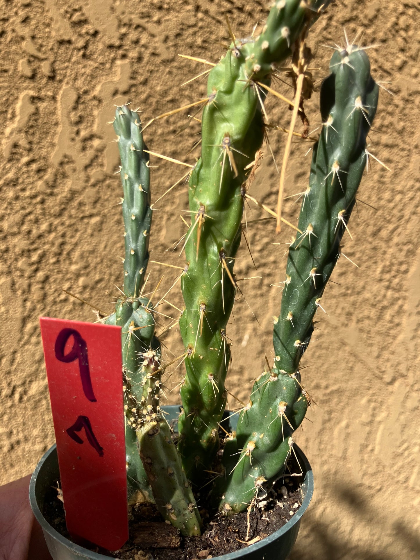 Cholla Cylindropuntia Imbricata  Buckhorn 7”Tall #9R*