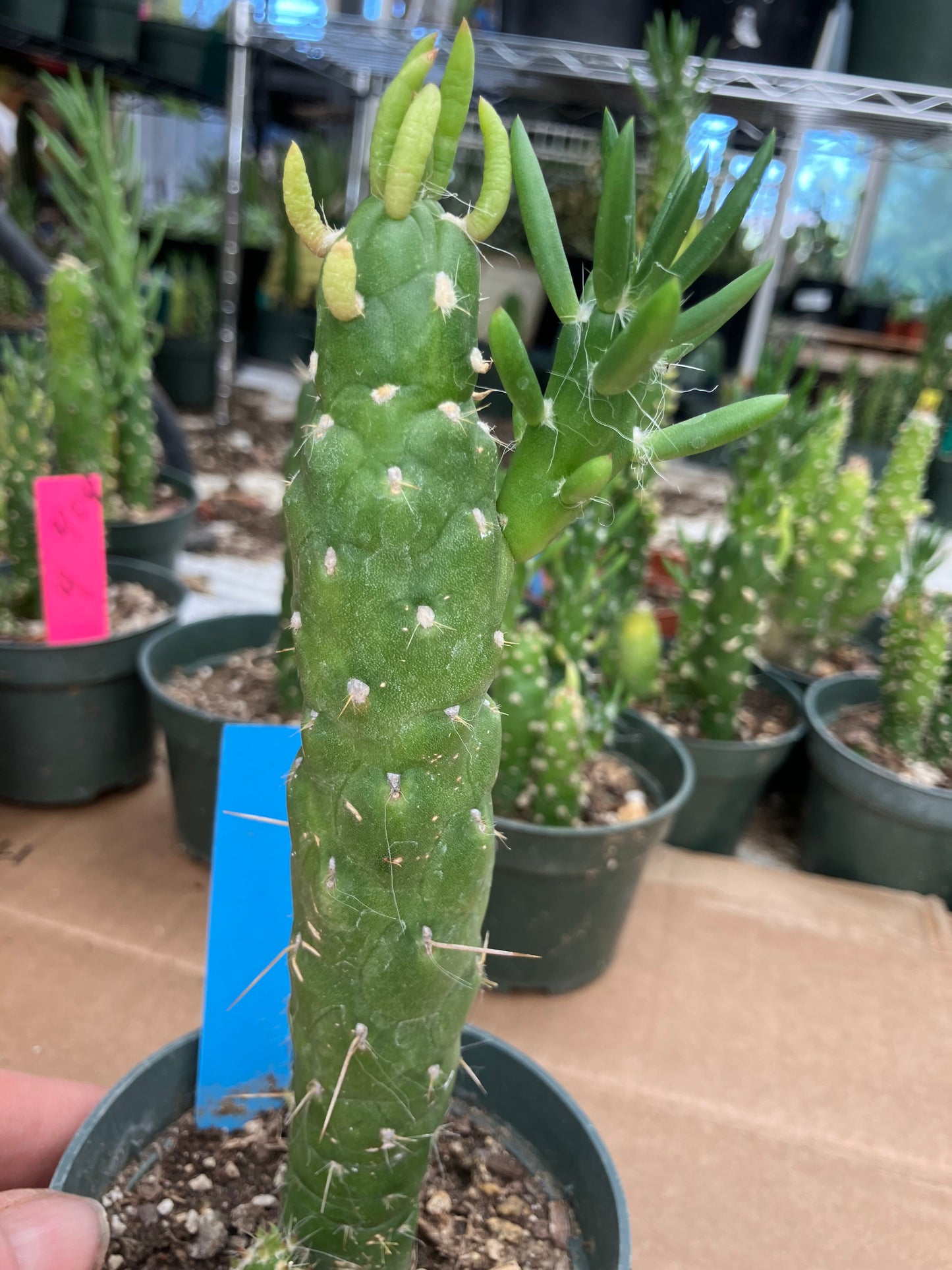 Austrocylindropuntia Cactus Gumbi Mini Eve's Needle 7"Tall #3B