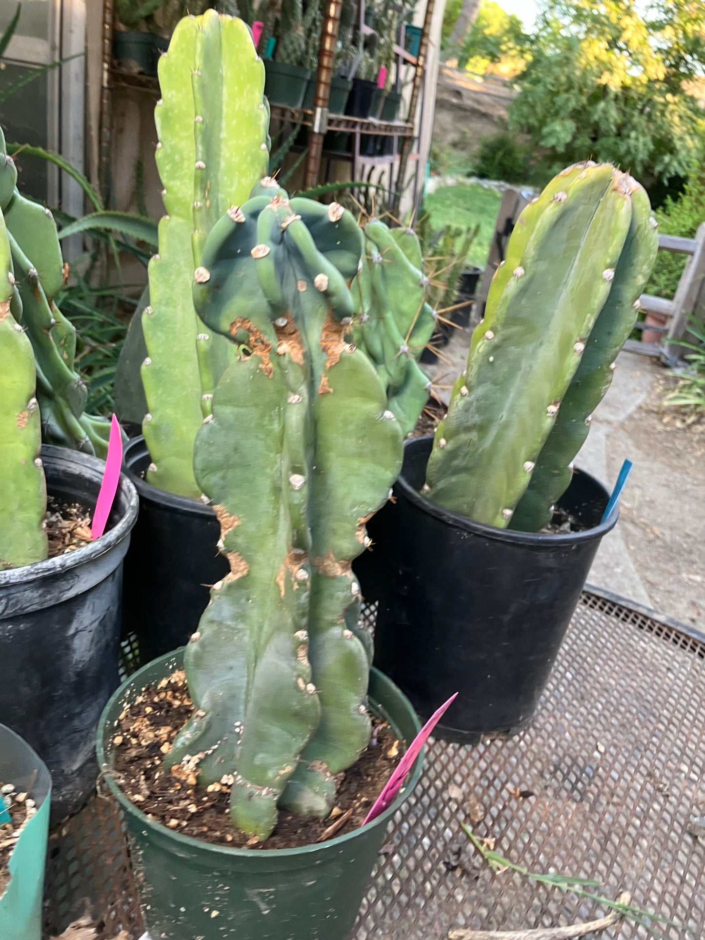 Cereus Peruvianus Night Blooming 11"Tall #010P