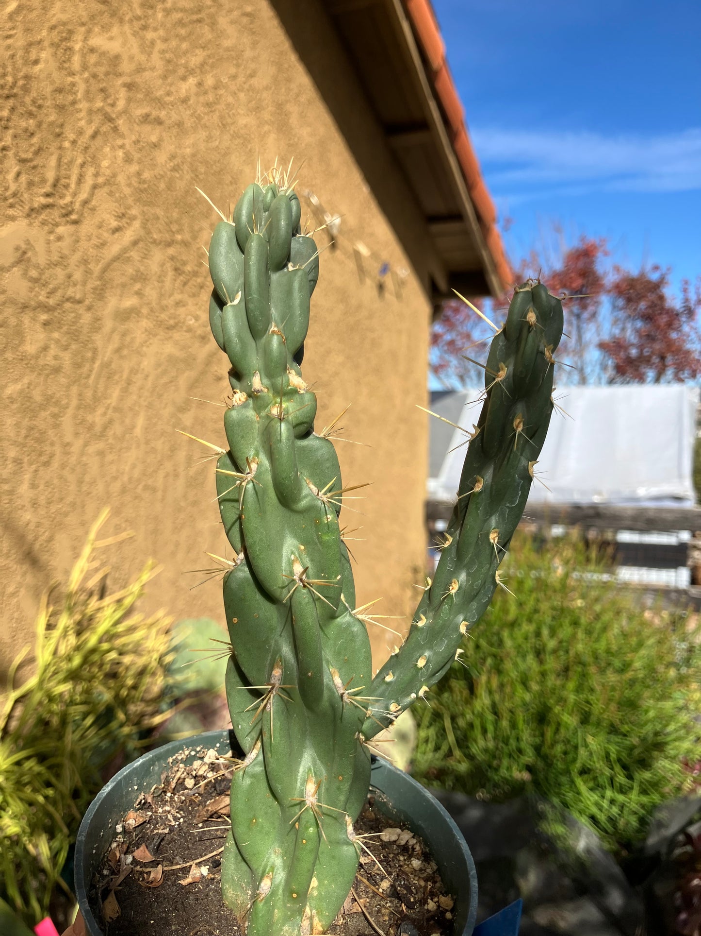 Buckhorn Cholla 7"Tall #13B*