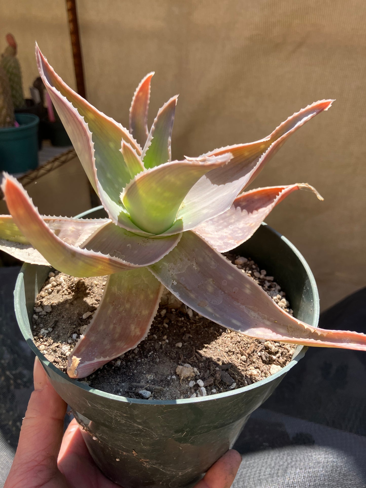 Aloe Striata Coral Aloe  7" Wide #78P