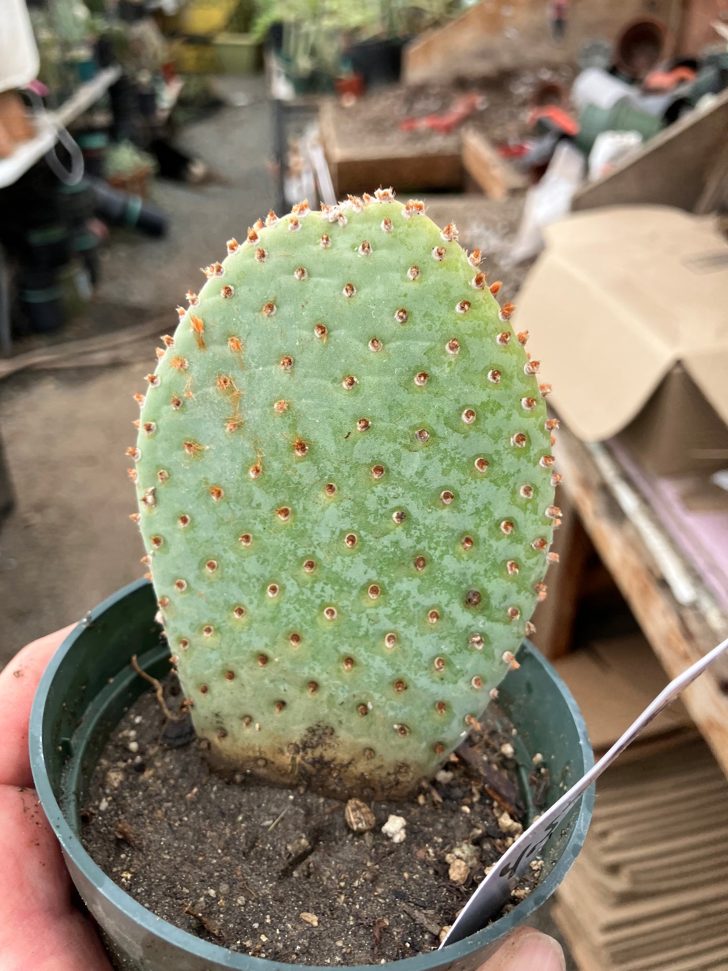 Opuntia Basilaris Beavertail Cactus 4.5"Tall #450W