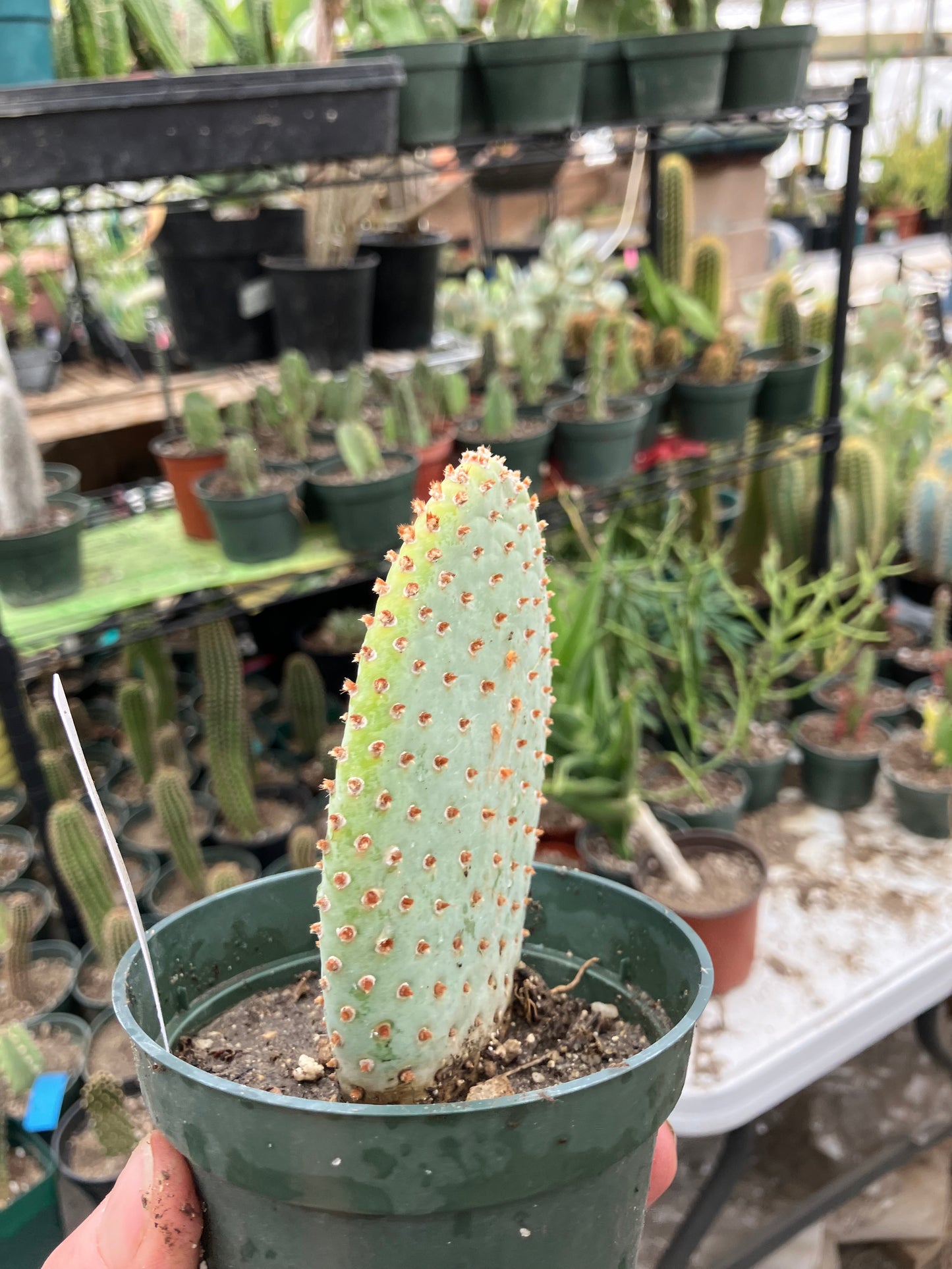 Opuntia Basilaris Beavertail Cactus 4.5"Tall #450W