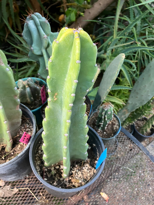 Cereus Peruvianus Night Blooming 12"Tall #012B