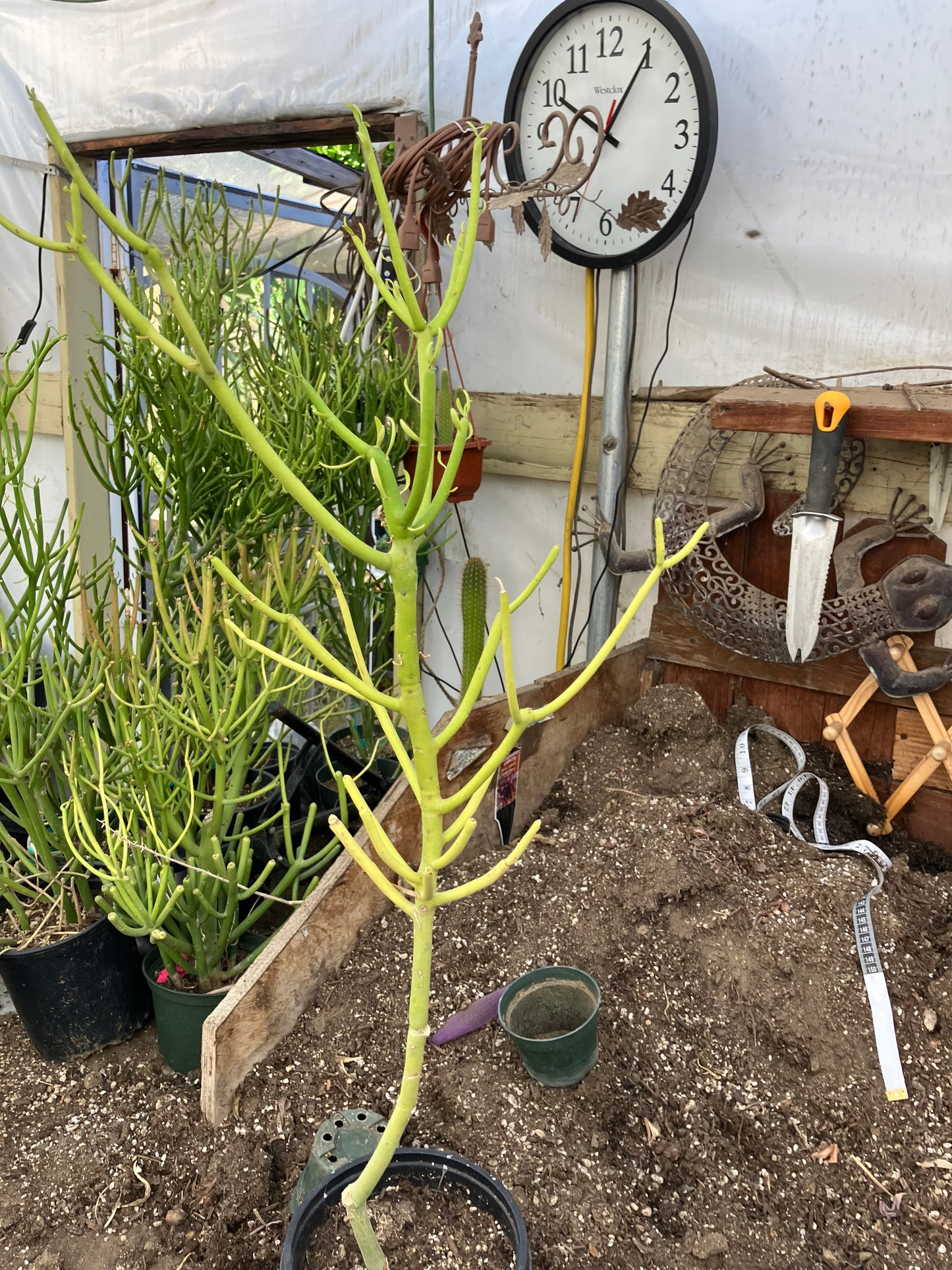 Euphorbia tirucalli Pencil Cactus/Succulent 30"Tall 9"Wide #312Y