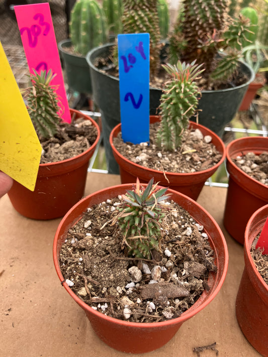 Euphorbia Twinkle Twirl  2" Tall #201Y