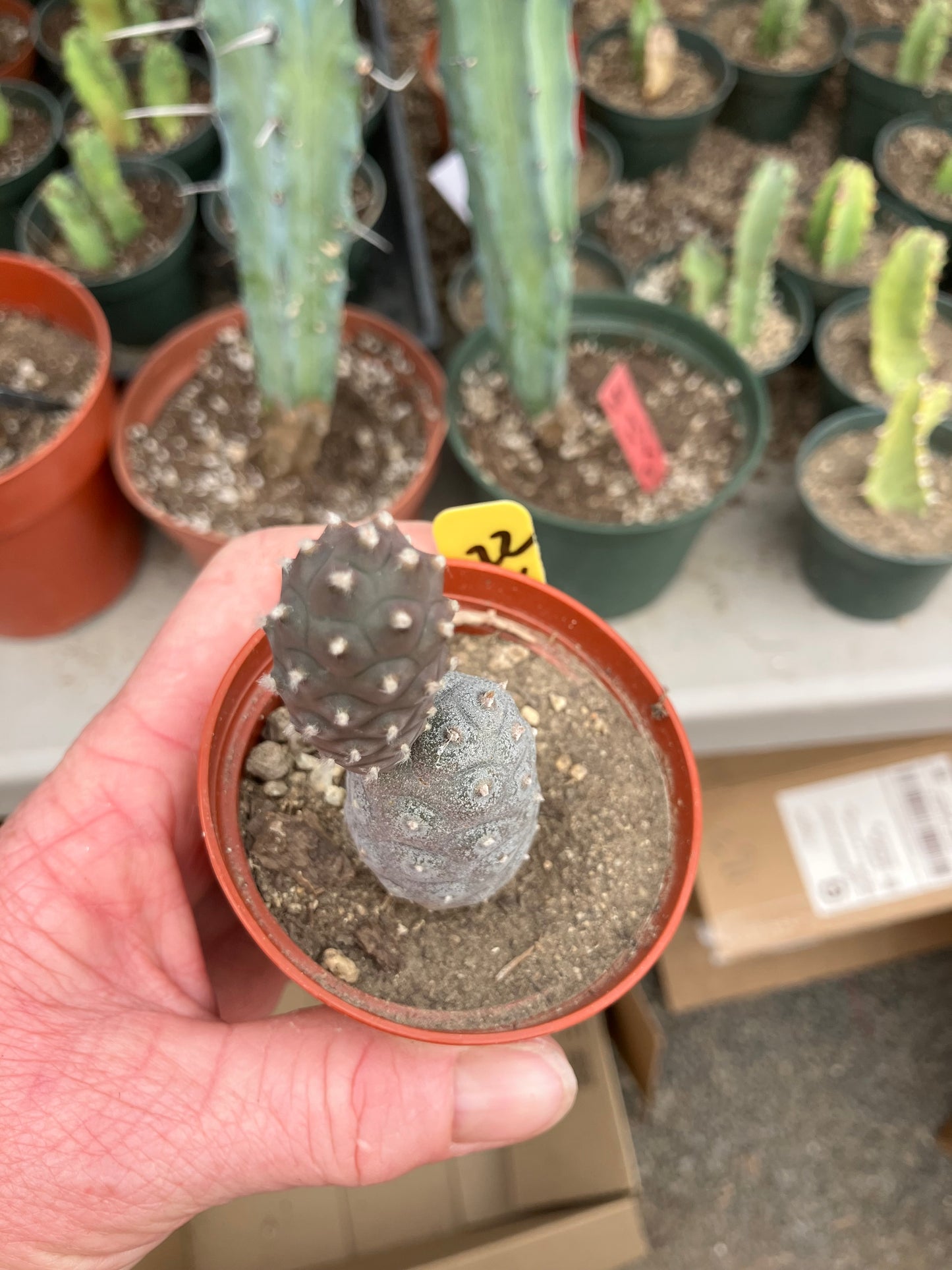 Pine Cone Cactus Tephrocactus~ articulatus  var. diadematus Pinecone 3.5”Tall #222Y