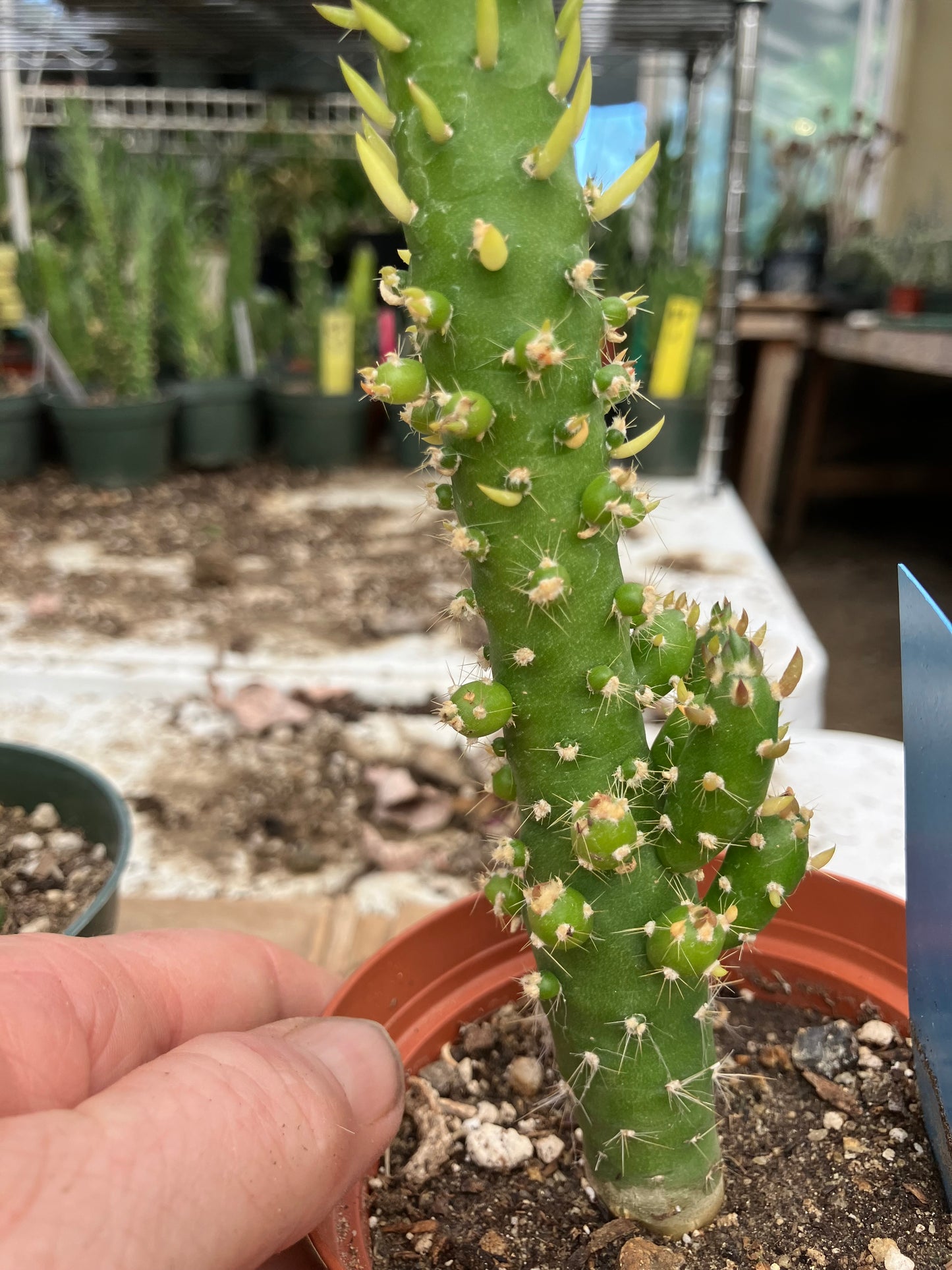 Austrocylindropuntia Cactus Gumbi Mini Eve's Needle 10"Tall #11B