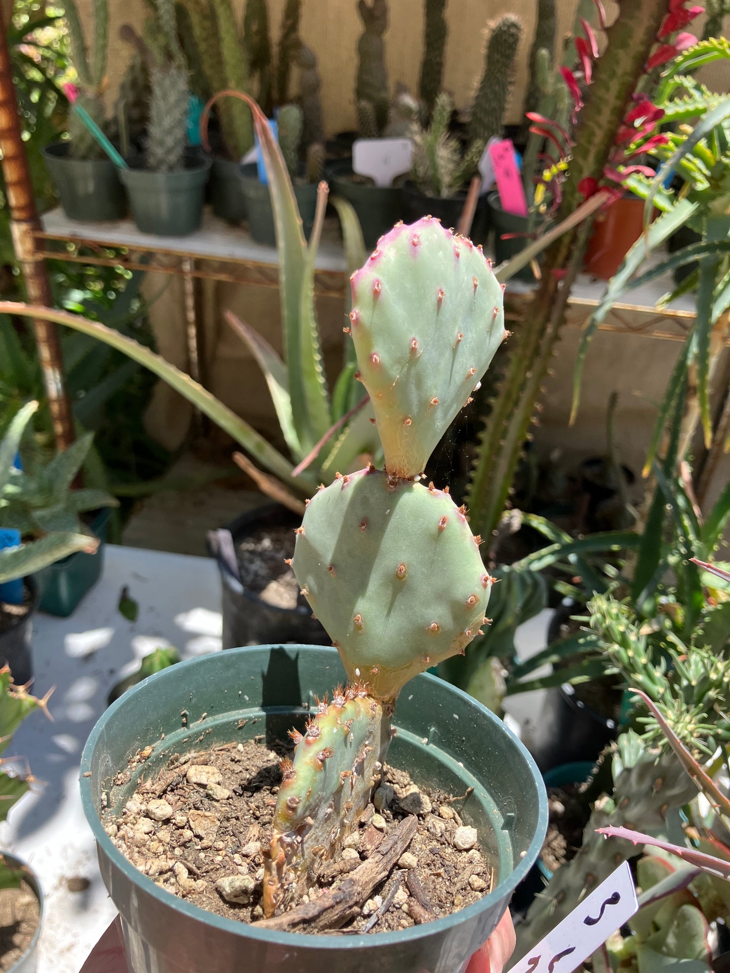 Opuntia Santa Rita Purple Prickly Pear 3.5"Tall #3W