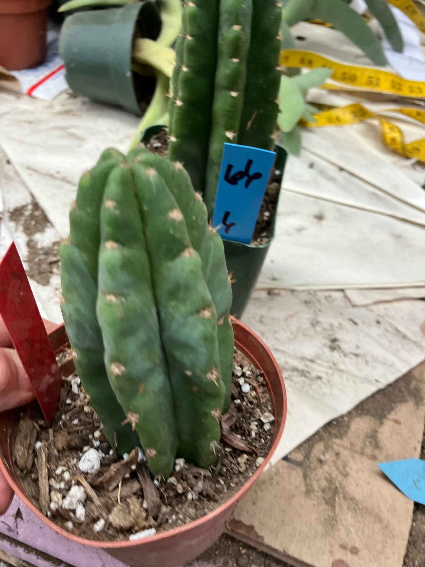 San Pedro Cactus  Trichocereus pachanoi 4.5"Tall #54R