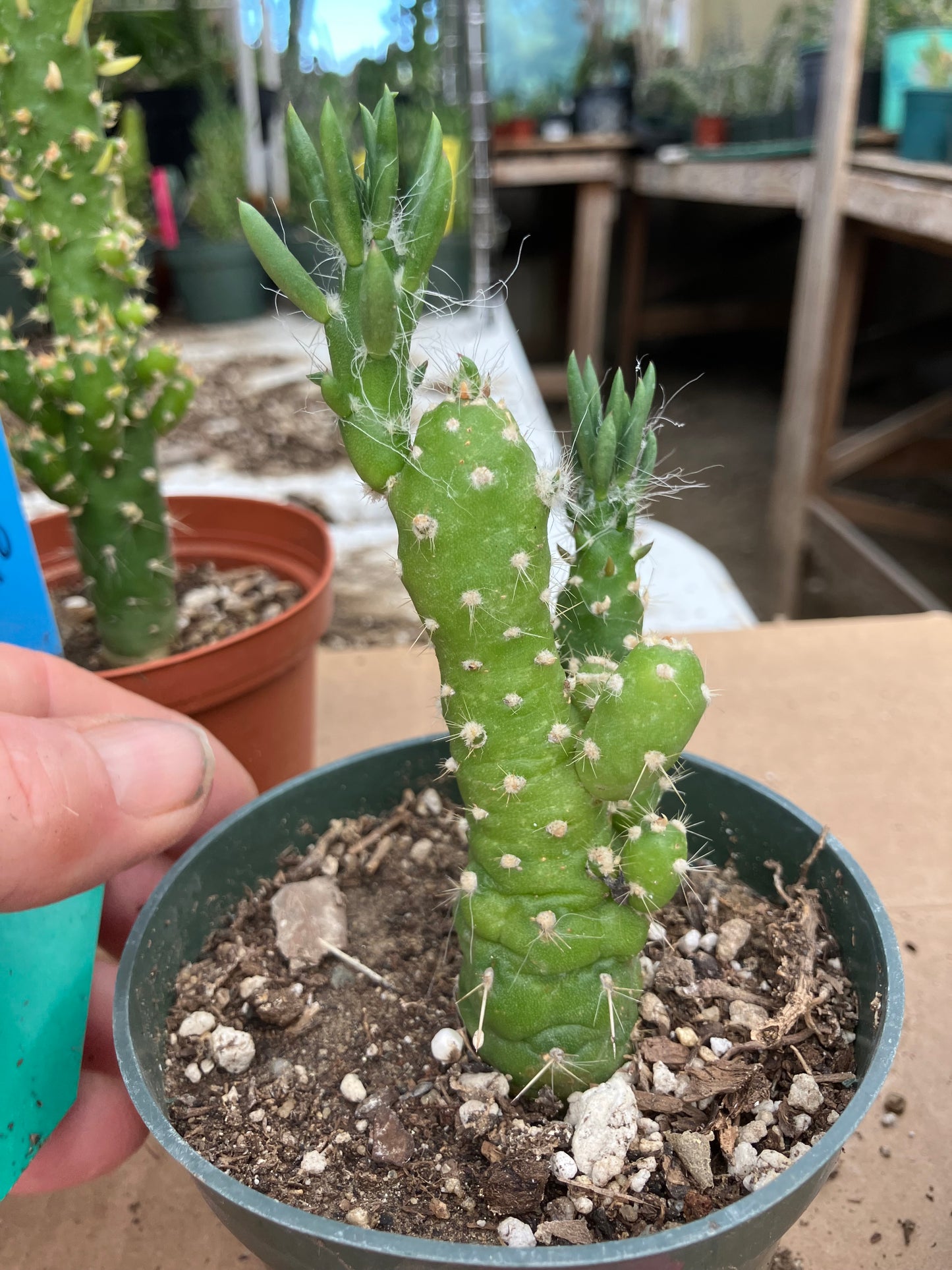 Austrocylindropuntia Cactus Gumbi Mini Eve's Needle 4"Tall #11G