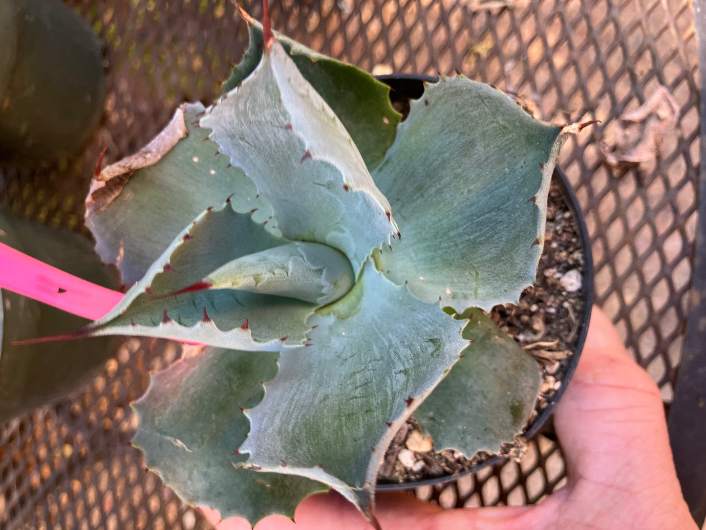 Agave Confederate Rose 4" Wide #041P