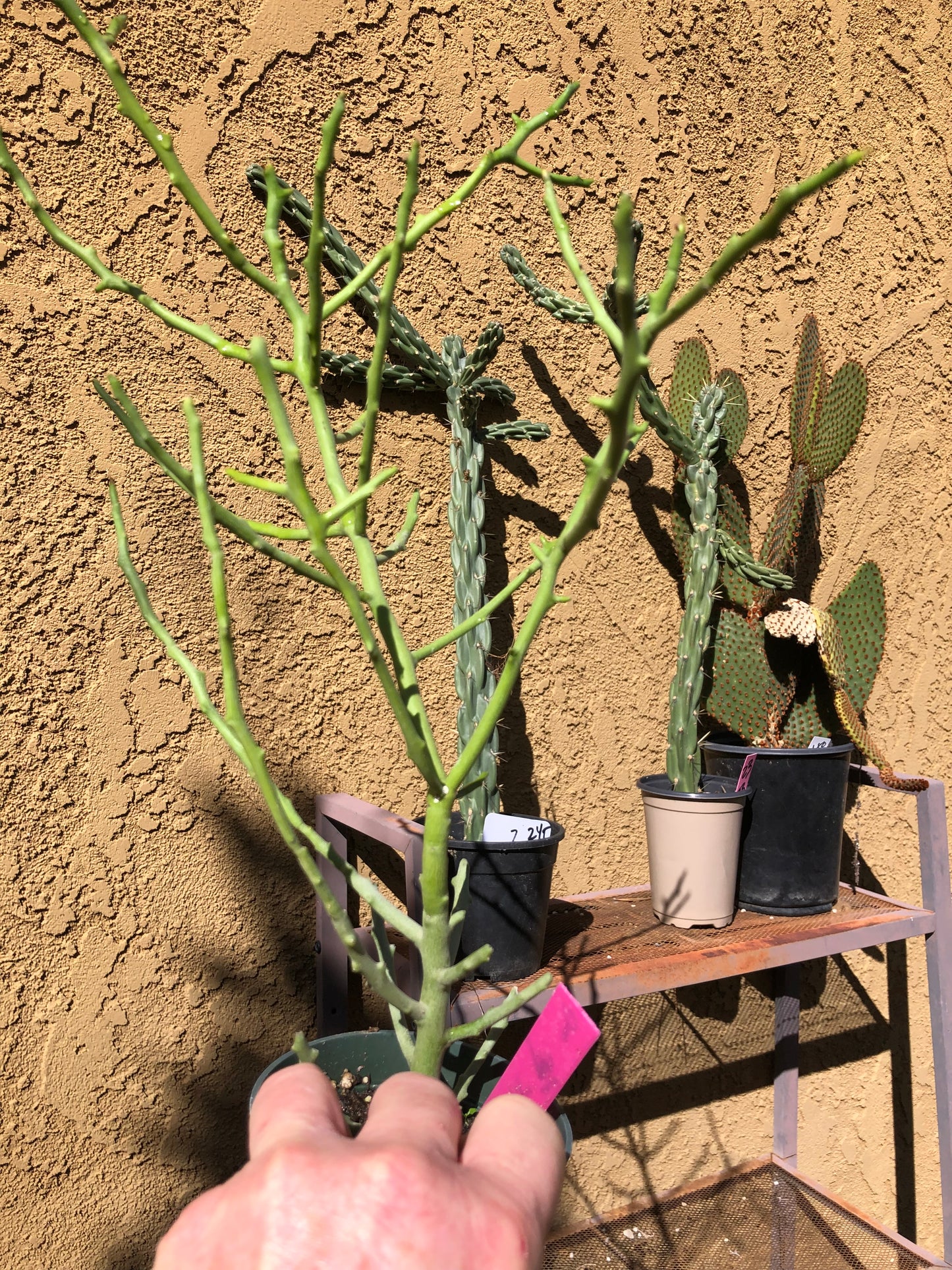 Euphorbia Tirucalli Briar Patch 12”Tall #8P