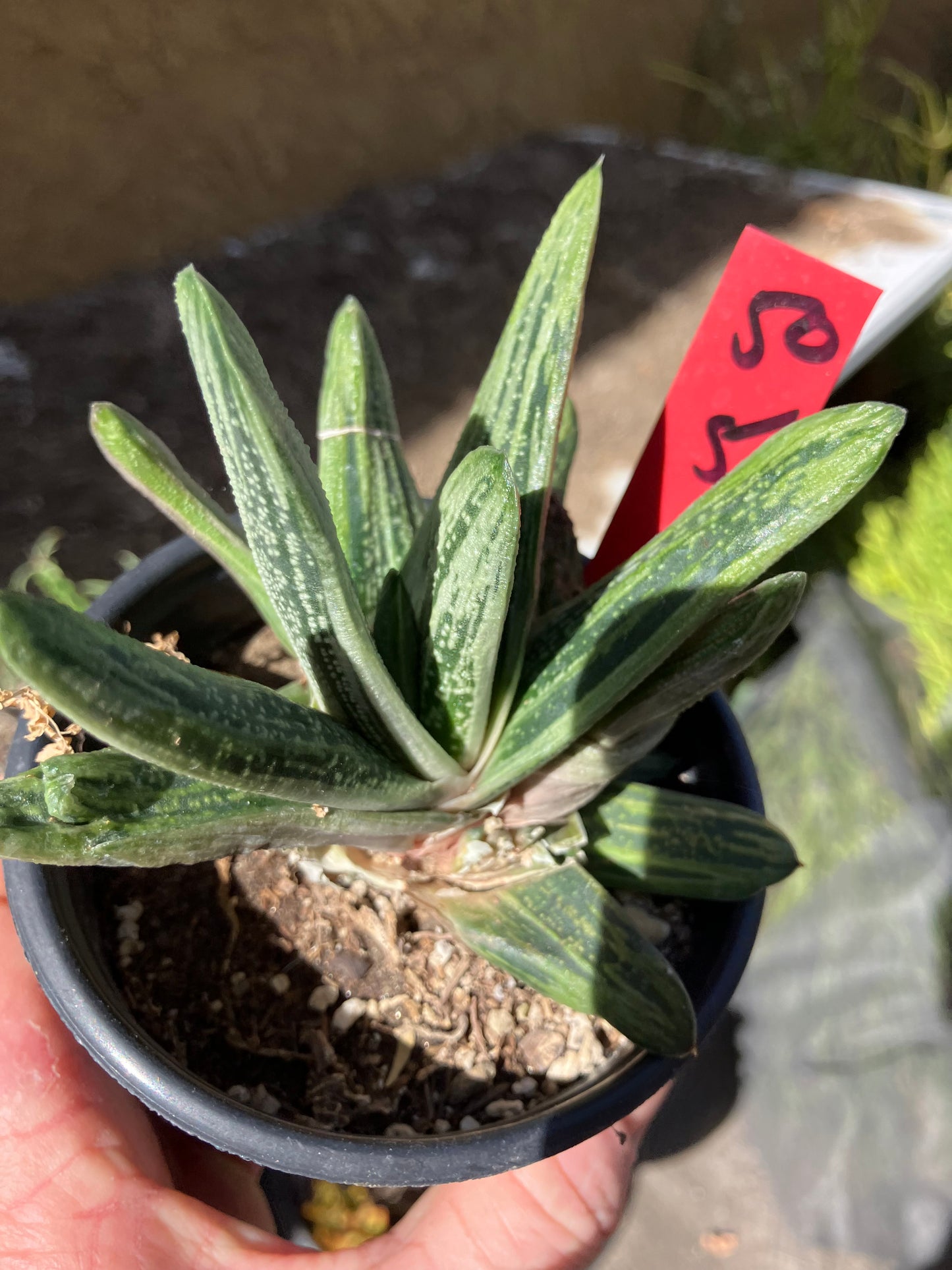 Gasteria Succulent Little Warty 5”Wide #50R