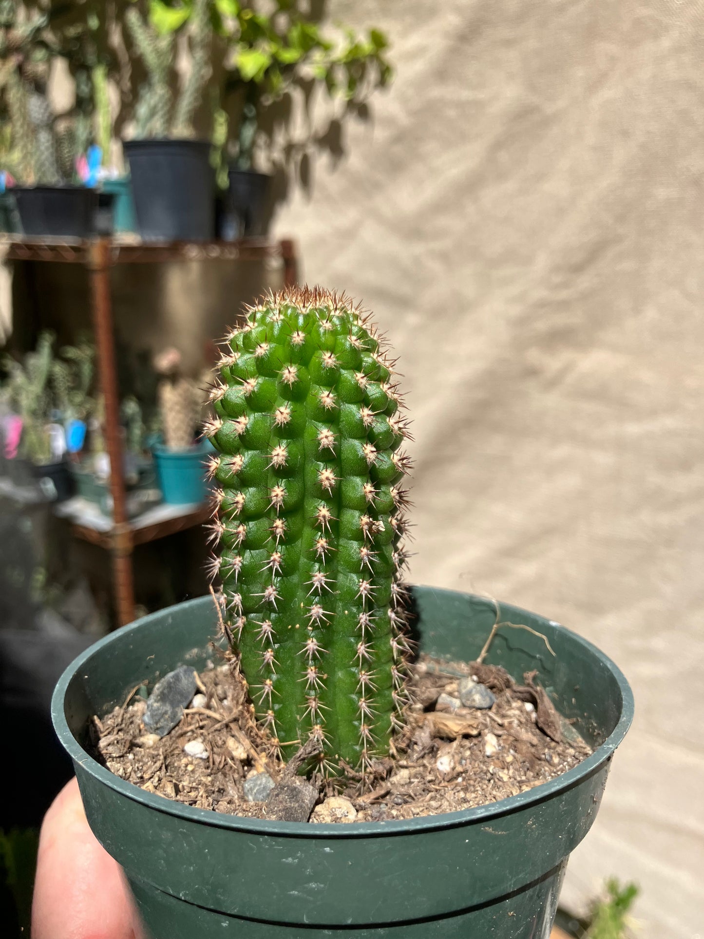 Pachycereus pecten-aboriginum
 Indian Comb Cactus 3.5"Tall #351W