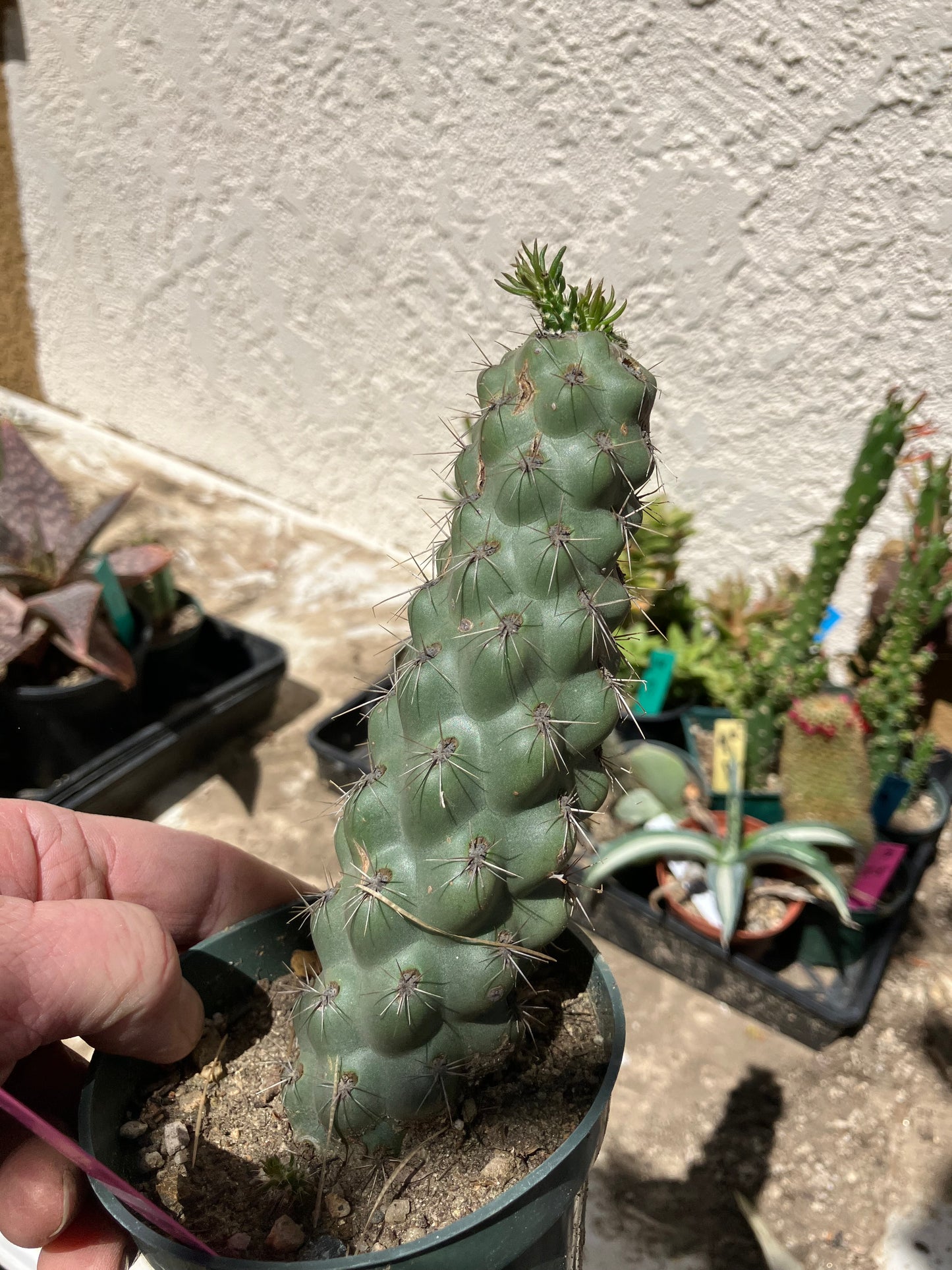 Cholla Cylindropuntia  Buckhorn 6”Tall #76P