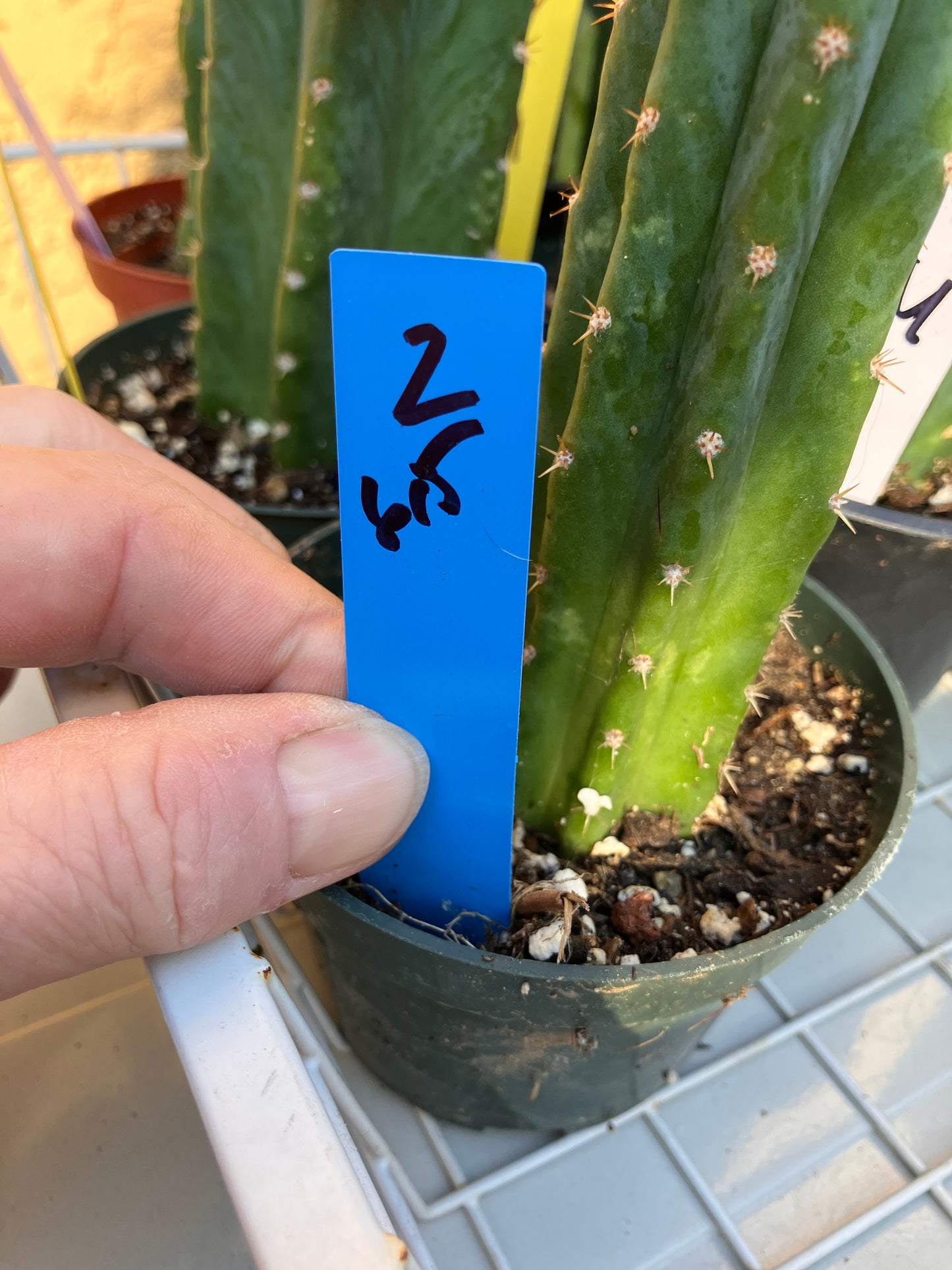 San Pedro Cactus - Trichocereus pachanoi 6.5"Tall #2B
