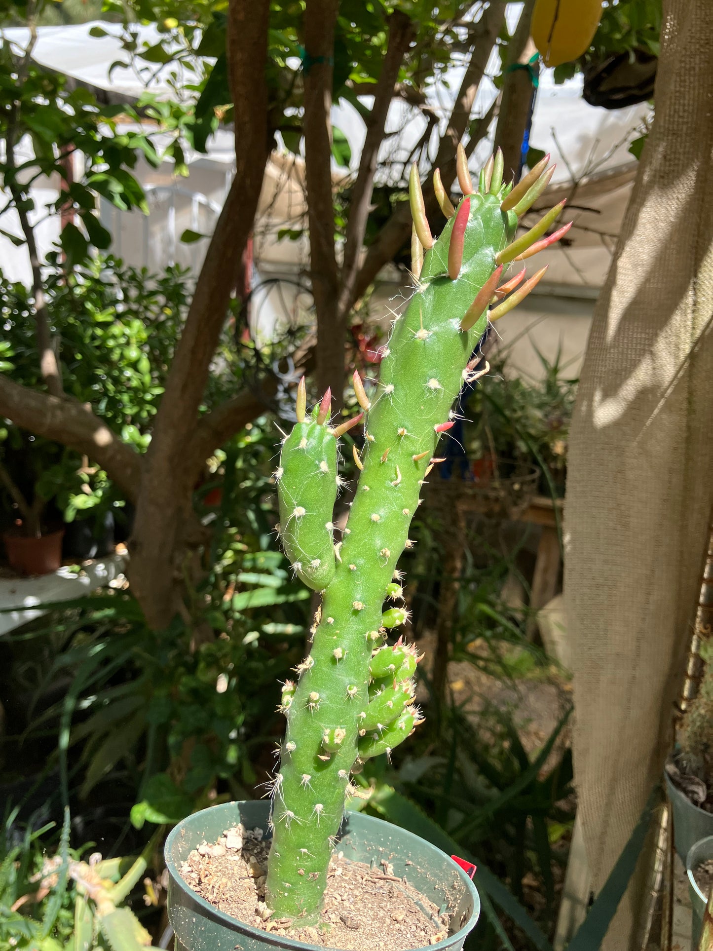 Austrocylindropuntia Cactus Gumbi Mini Eve's Needle 10"Tall #60R