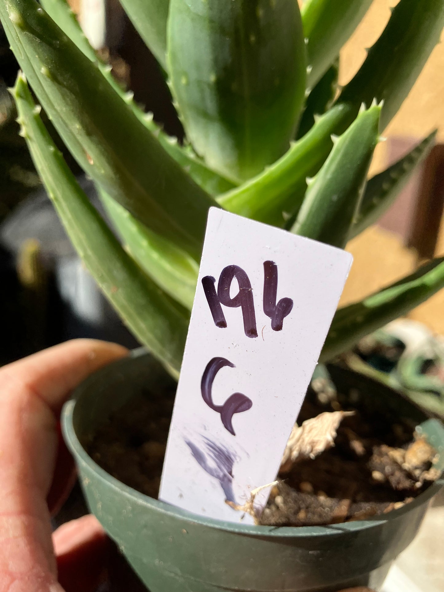 Aloe nobilis  Succulent 6" Tall #196W