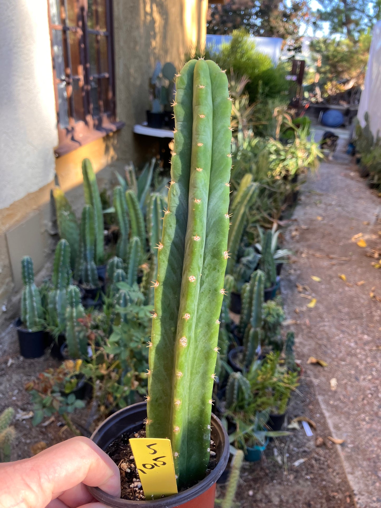 San Pedro Cactus - Trichocereus pachanoi 10.5"Tall 5Y