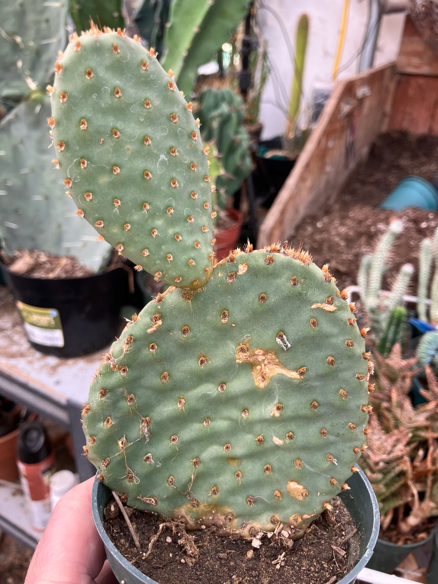 Opuntia ‘Orange Chiffon’ 6.5”Tall 3.5”Wide #2y