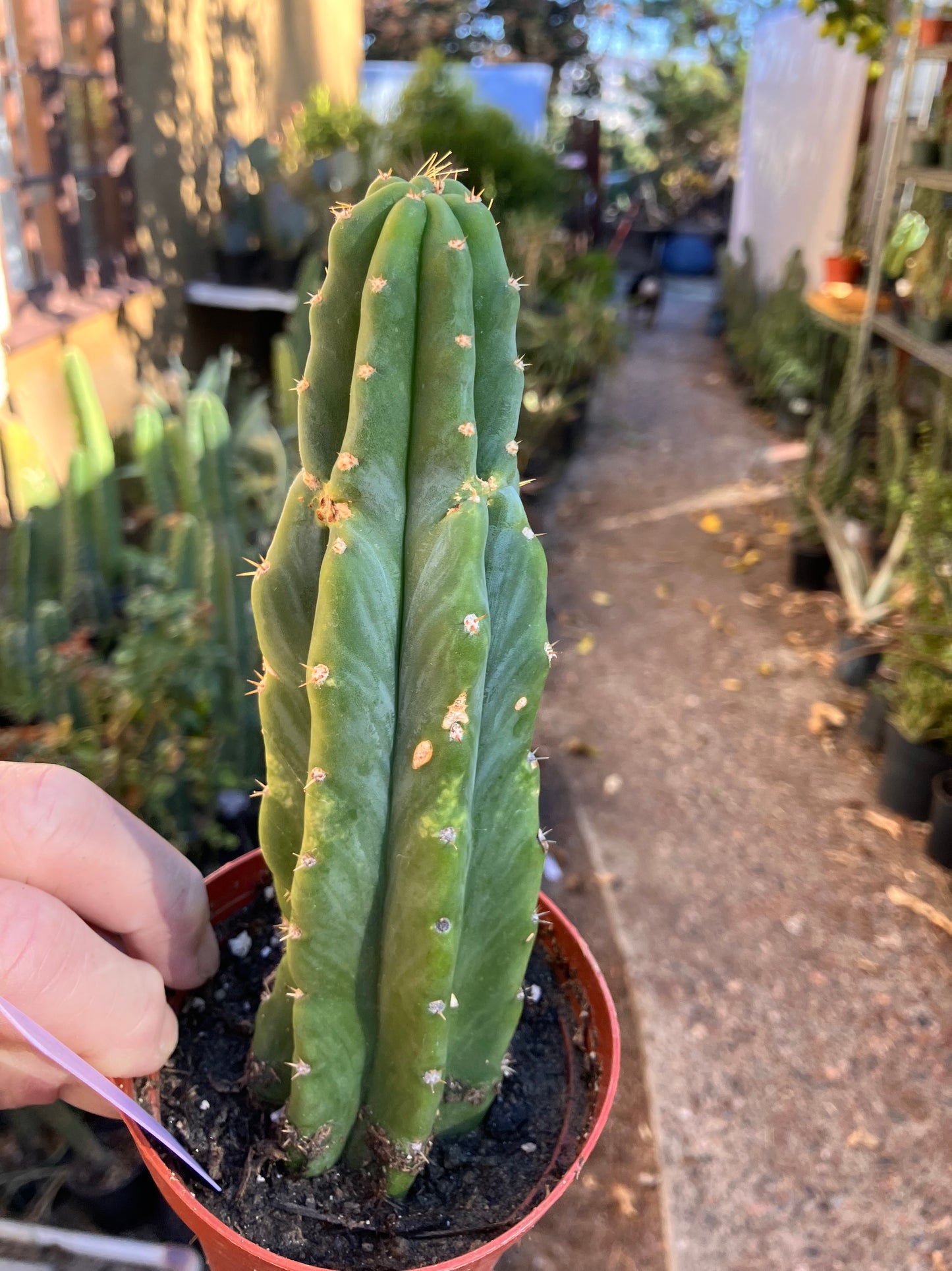San Pedro Cactus - Trichocereus pachanoi 7"Tall #4p