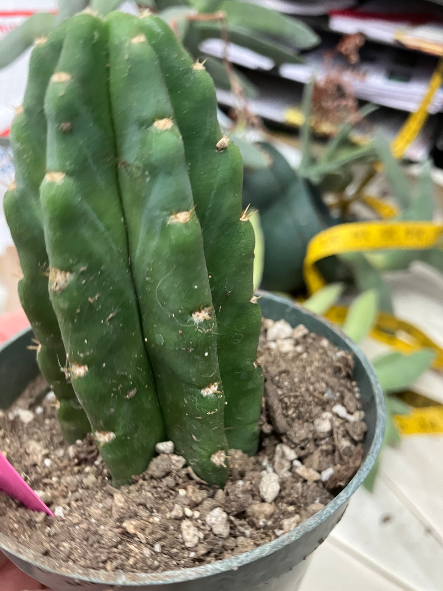 San Pedro Cactus  Trichocereus pachanoi 4"Tall #2P