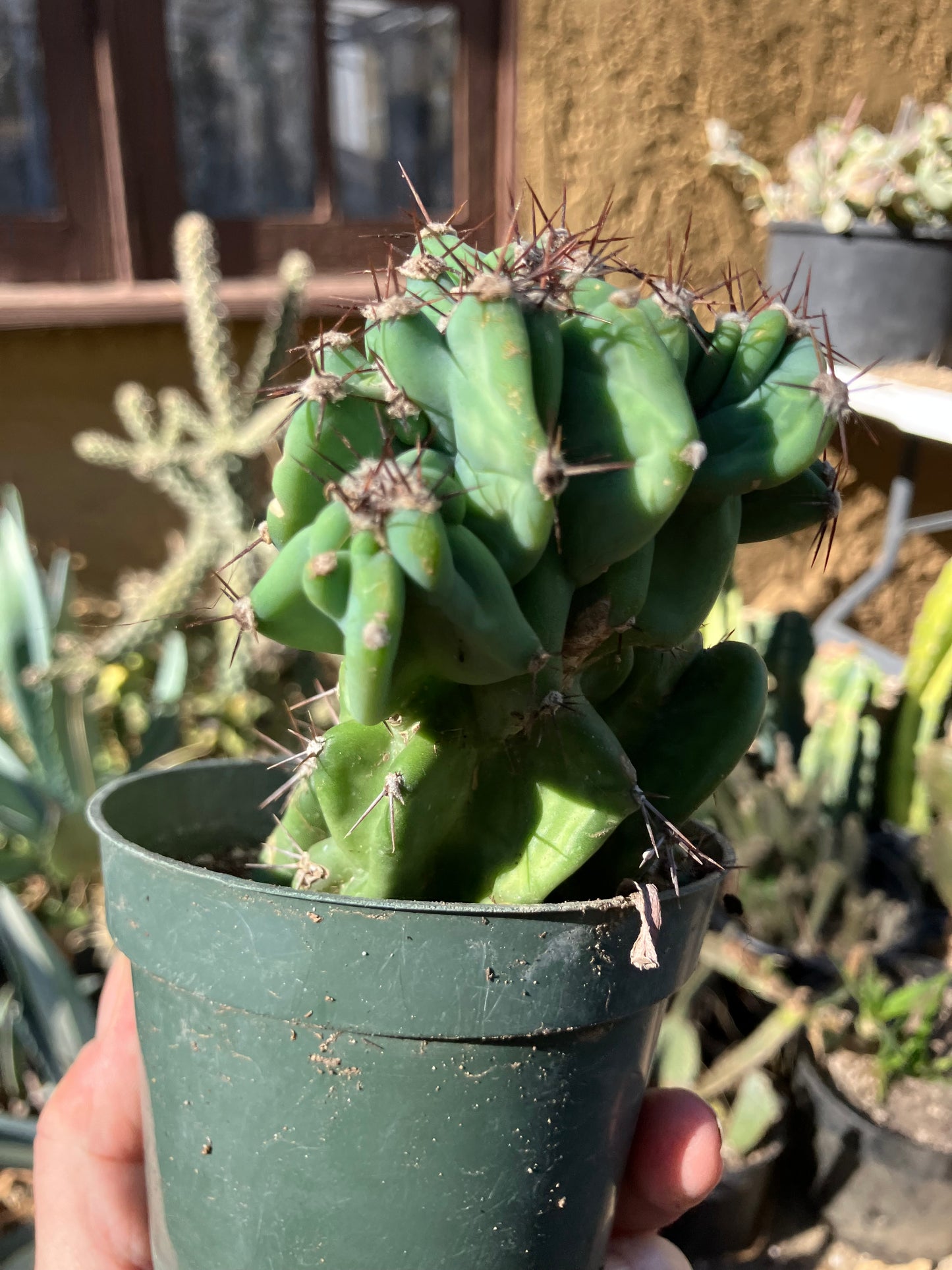 Cereus Peruvianus Monstrose Night Blooming 5"Tall 3" Wide #53Y