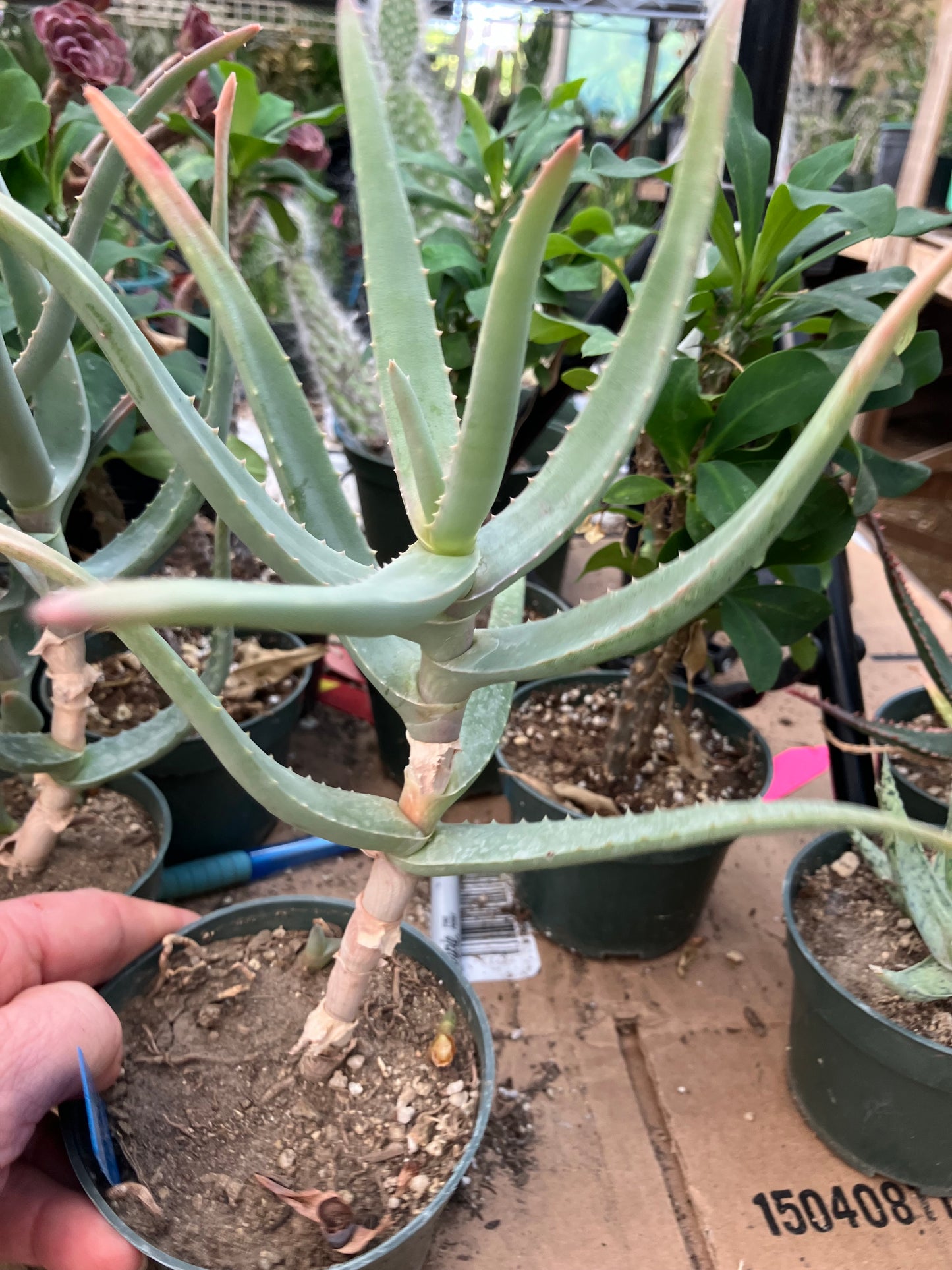 Aloe Hybrid 10"Tall #109B