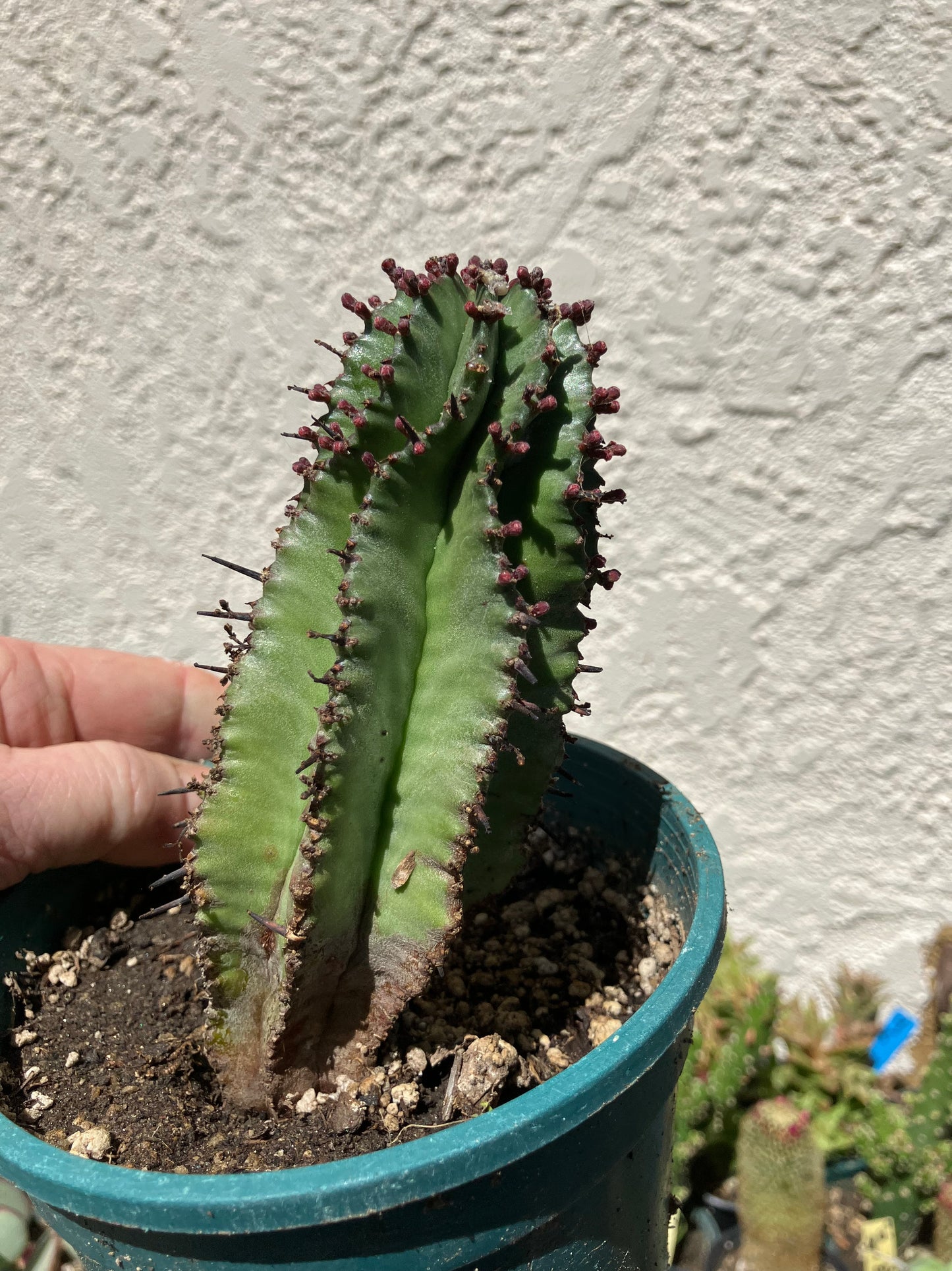 Euphorbia anoplia Green Tanzanian Zipper 5"Tall #15B