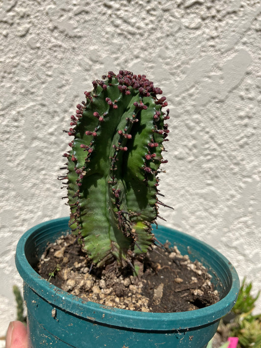 Euphorbia anoplia Green Tanzanian Zipper 5"Tall #15B