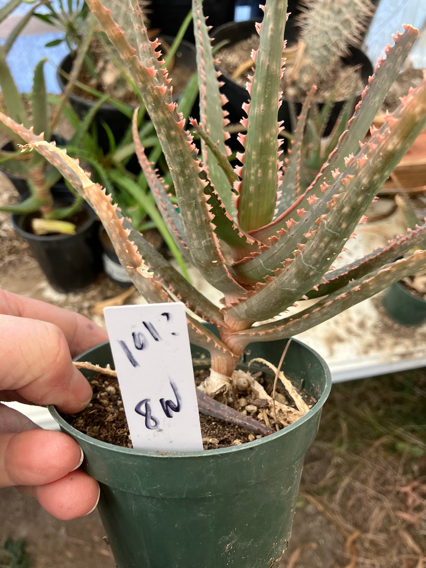 Aloe  Swordfish Succulent 8" Wide #100W