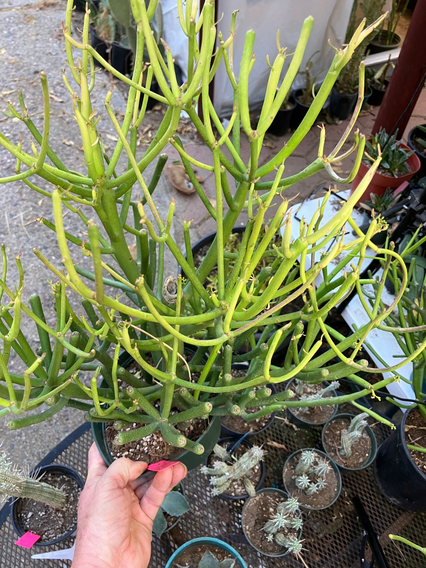 Euphorbia tirucalli Fire stick (Firestick) Sticks of Fire 18"Tall, 14" Wide  #184P