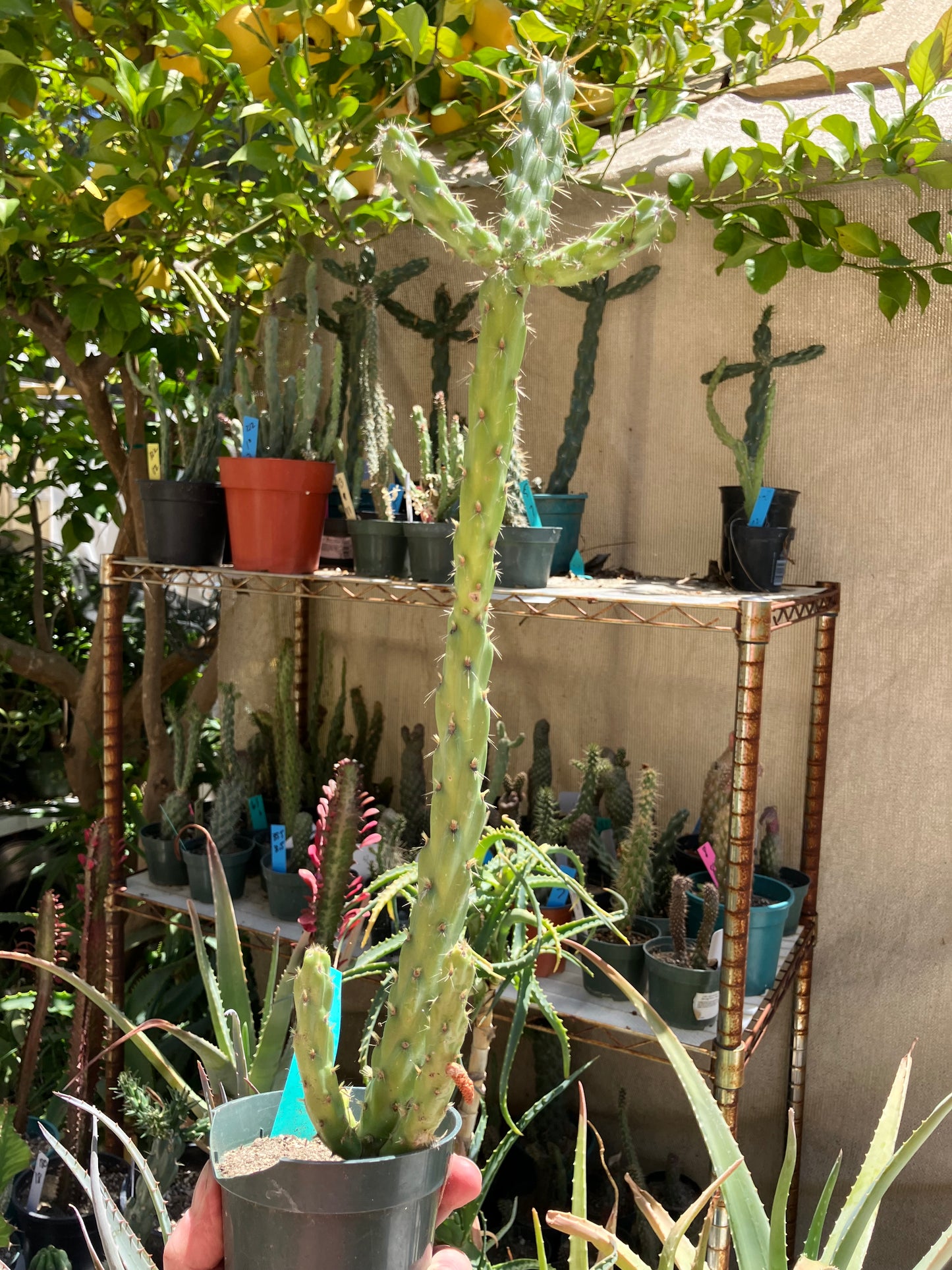 Cholla Cylindropuntia  Buckhorn  Cactus 17”Tall #91G*