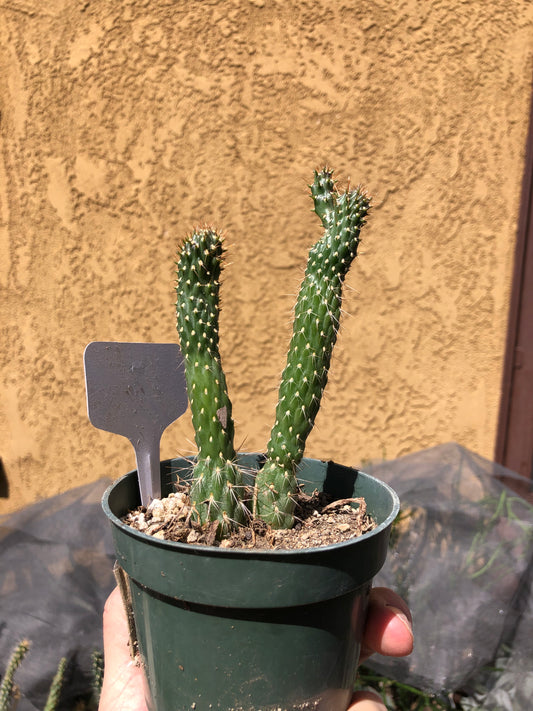 Cylindropuntia fulgida Cholla Boxing Glove Cactus Crest 5"Tall #3W