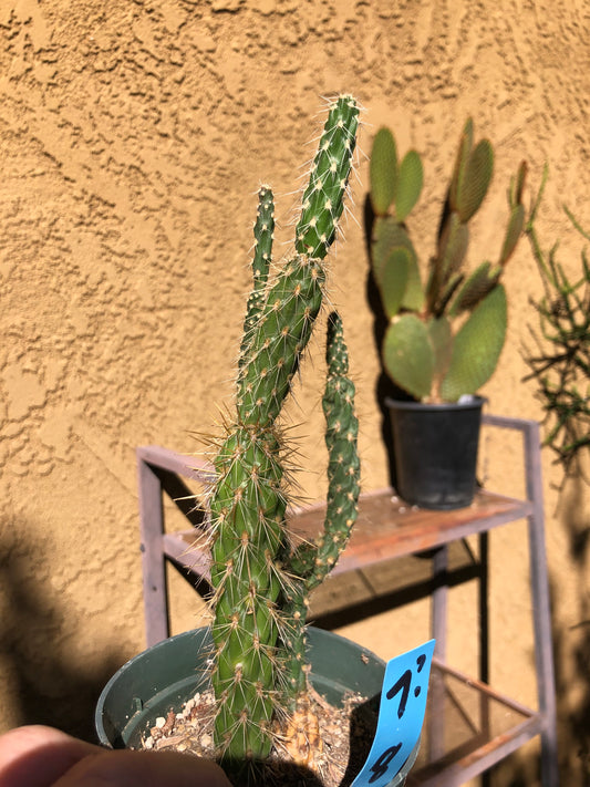 Cholla Cylindropuntia  Buckhorn Cactus 8”Tall #7B