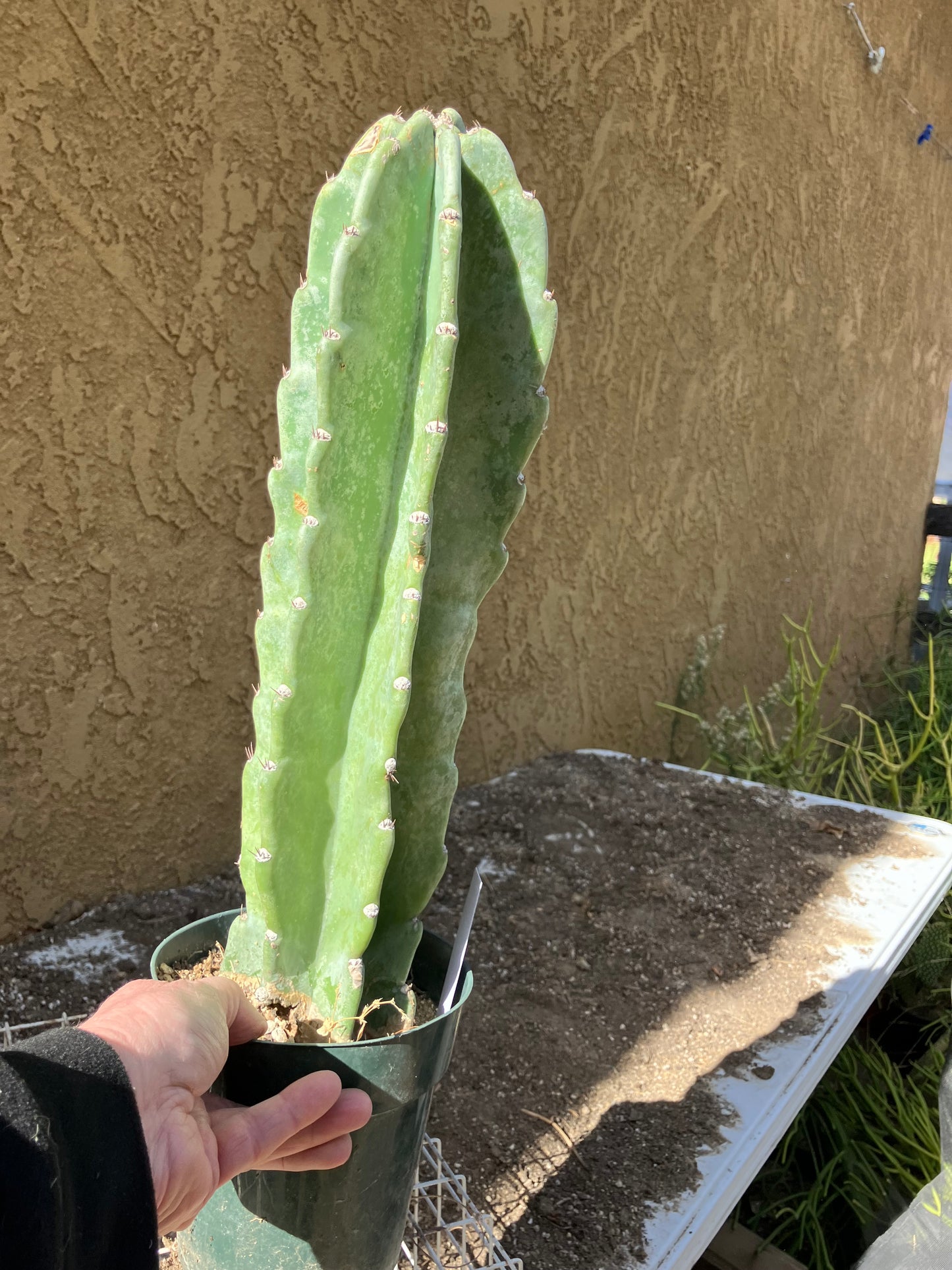 Cereus Peruvianus  Night Blooming 16"Tall #163W