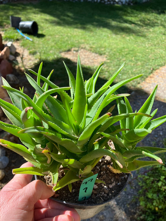 Aloe Ciliaris x Delaeti Hybrid Climbing Succulent 7”Tall 7"Wide #77G