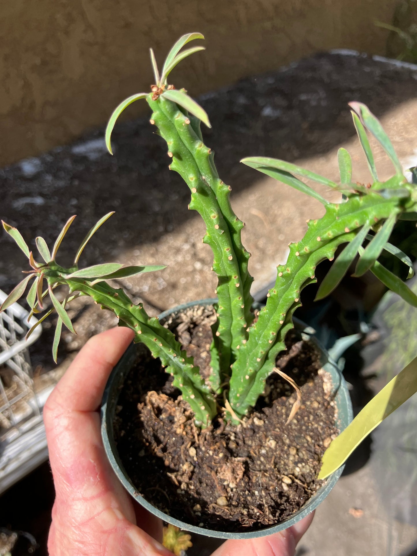 Euphorbia loricata African Palm Tree 5"Tall #15Y