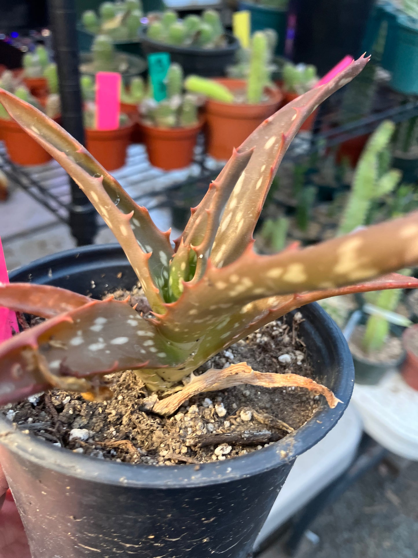 Aloe Hybrid Night Sky Reddens with Extreme temps 5"Wide This Exact Plant #11P