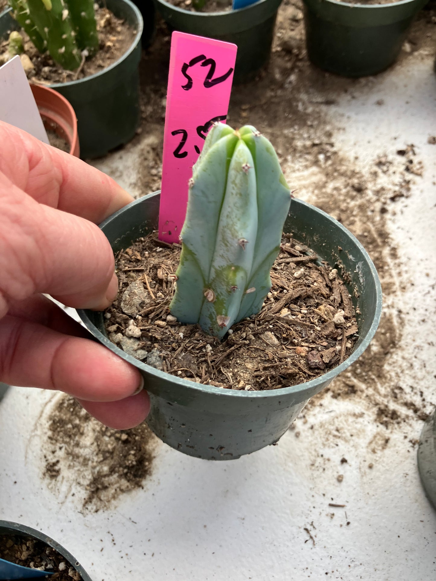 Myrtillocactus geometrizans Blue Myrtle Cactus 2.5"Tall #52P