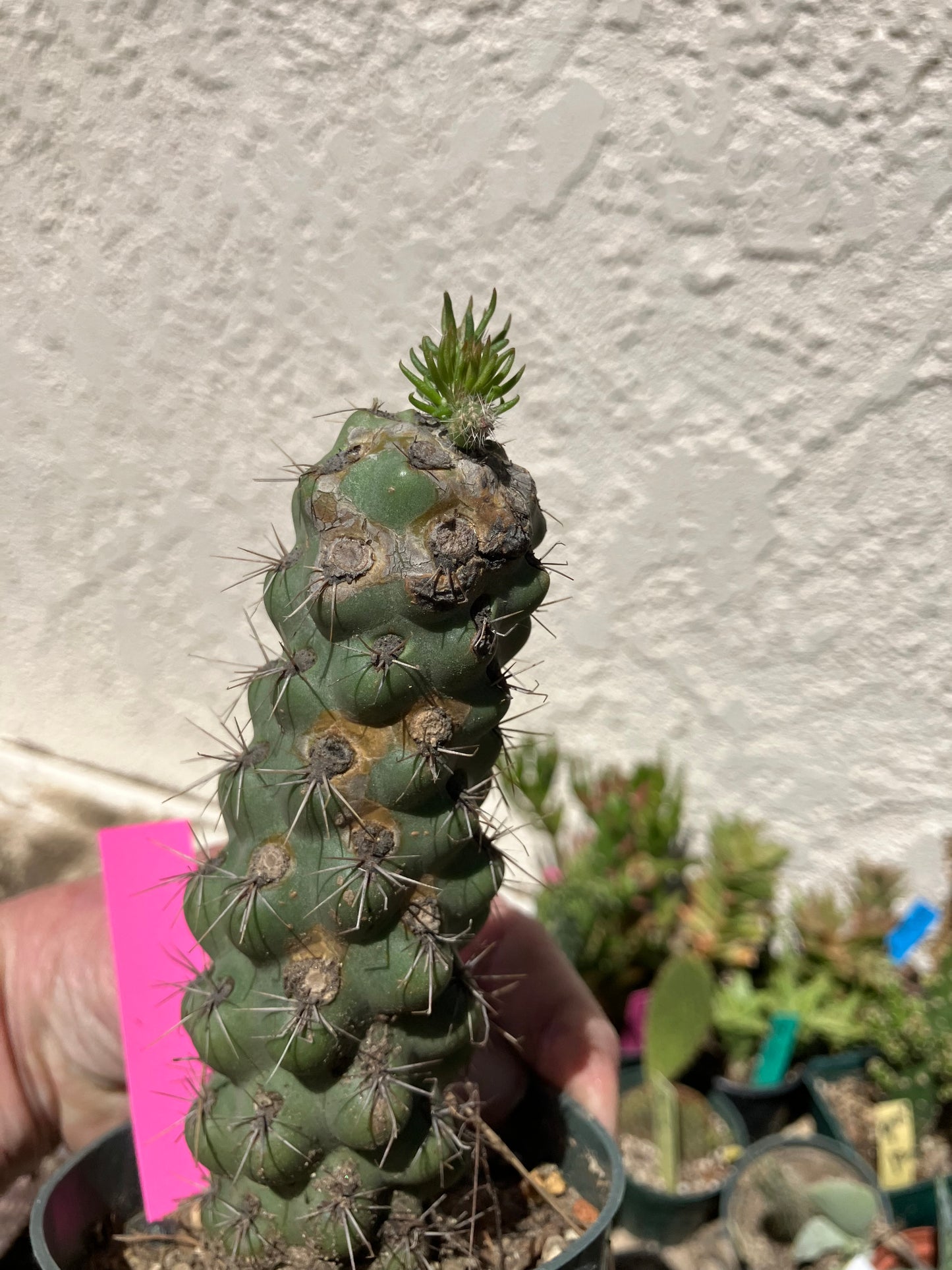 Cholla Cylindropuntia  Buckhorn 6”Tall #76P