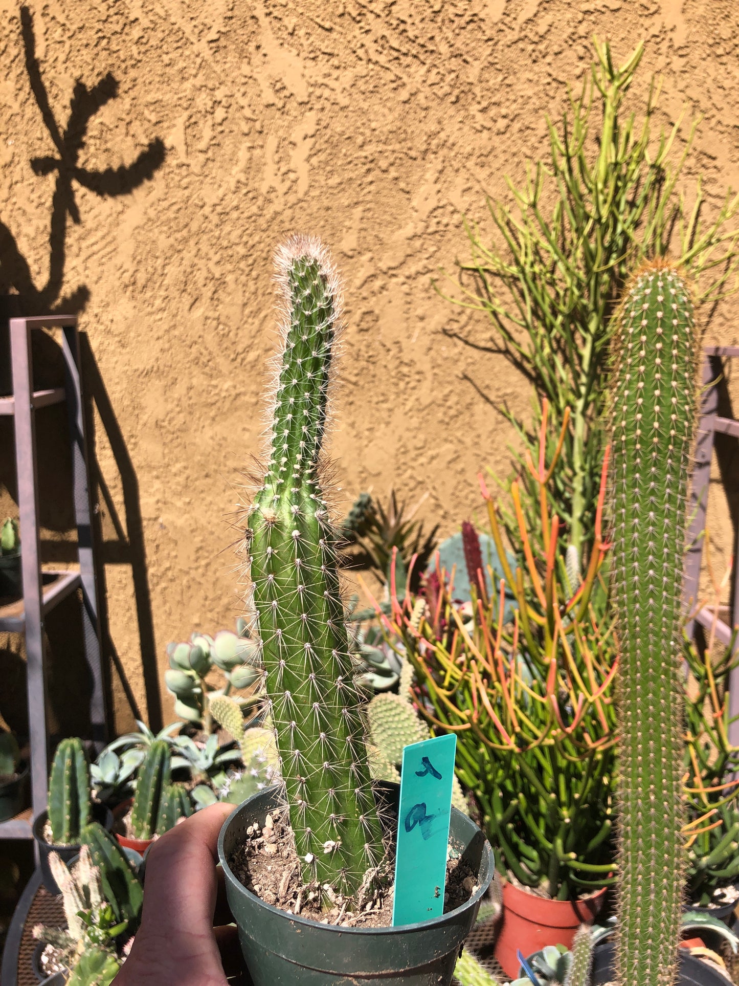 Echinocereus pensilis Snake Cactus Plant 9"Tall #4G