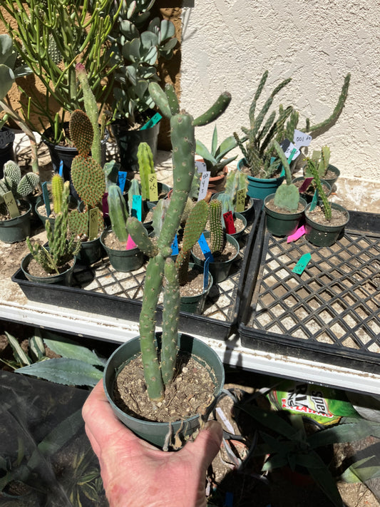 Cholla Cylindropuntia Imbricata  Buckhorn 9”Tall #100P