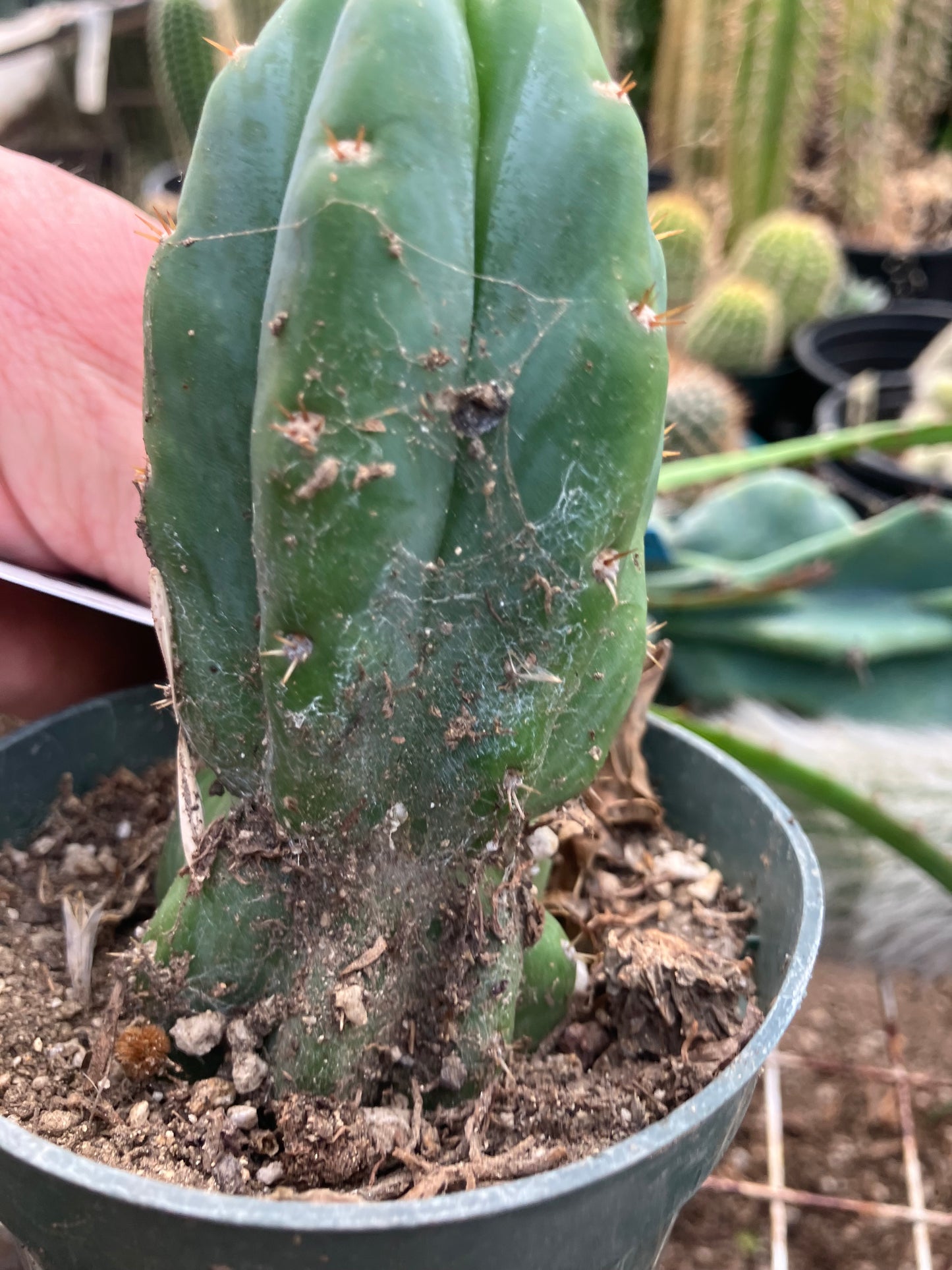 San Pedro Cactus - Trichocereus pachanoi 4" Tall #40W