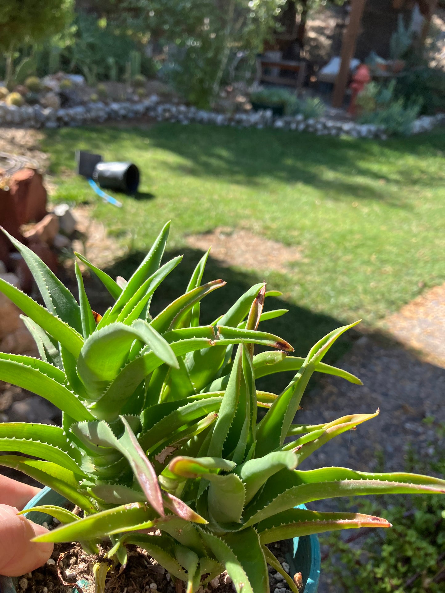 Aloe Ciliaris x Delaeti Hybrid Climbing Succulent 6”Tall 6"Wide #66B