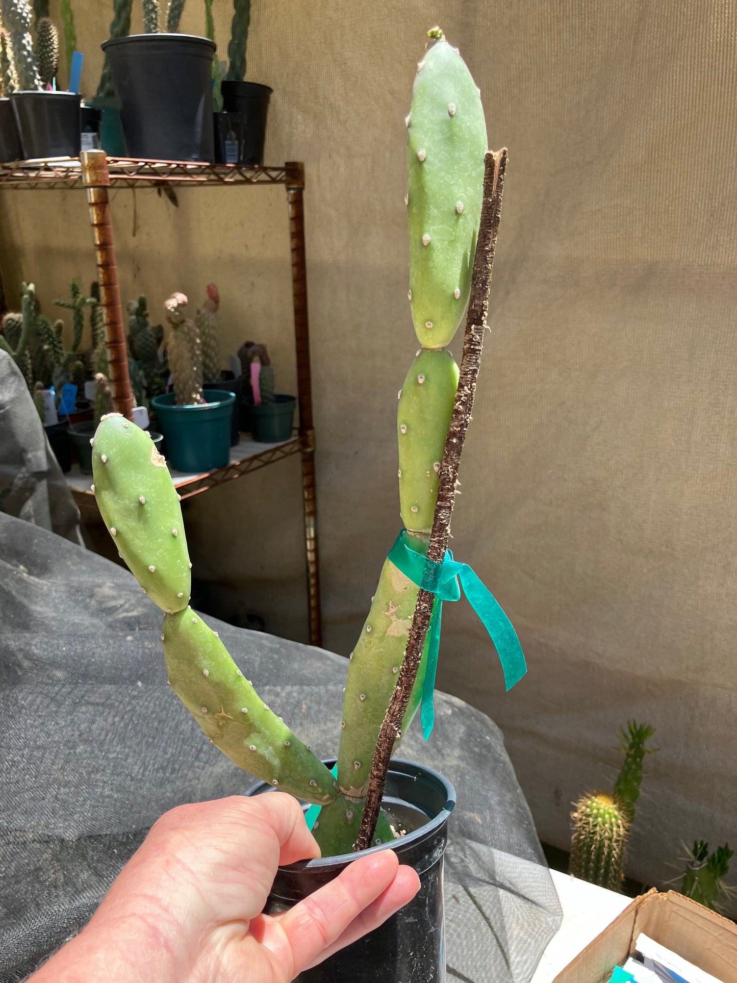 Opuntia canterae elata Cactus15" Tall #151G*